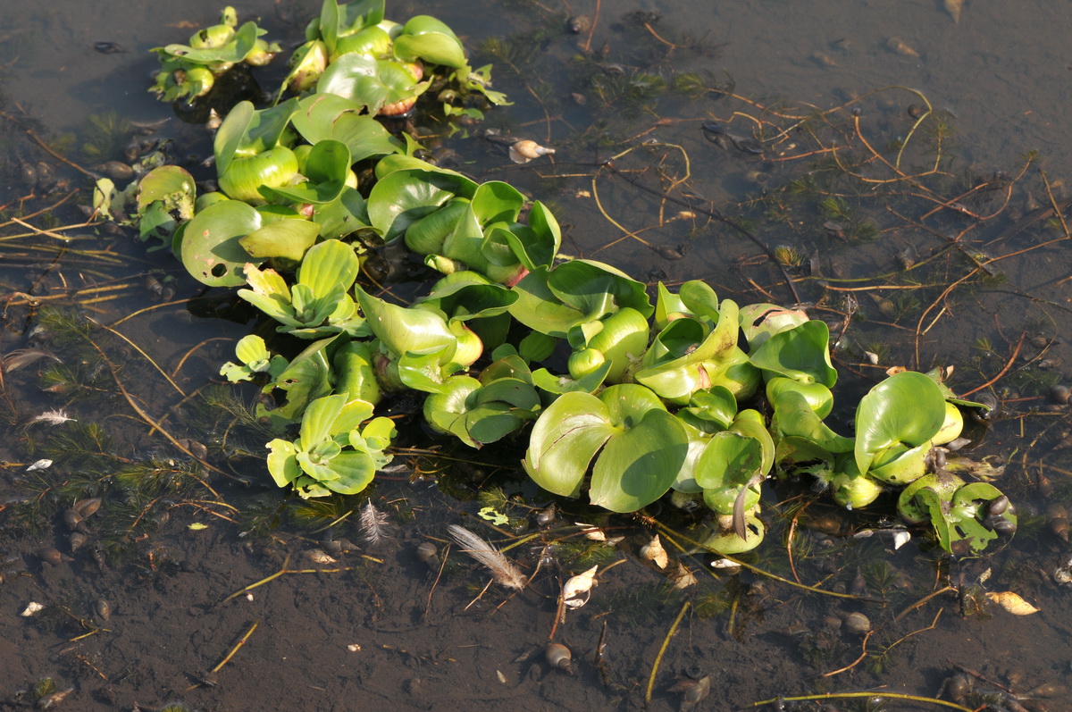 Eichhornia crassipes (door Hans Toetenel)