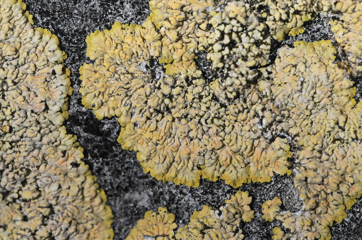 Gyalolechia fulgens (door Kjell Nilsen)