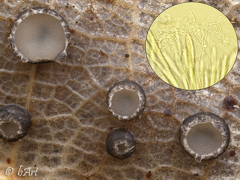 Coccomyces tumidus (door Bart Horvers)