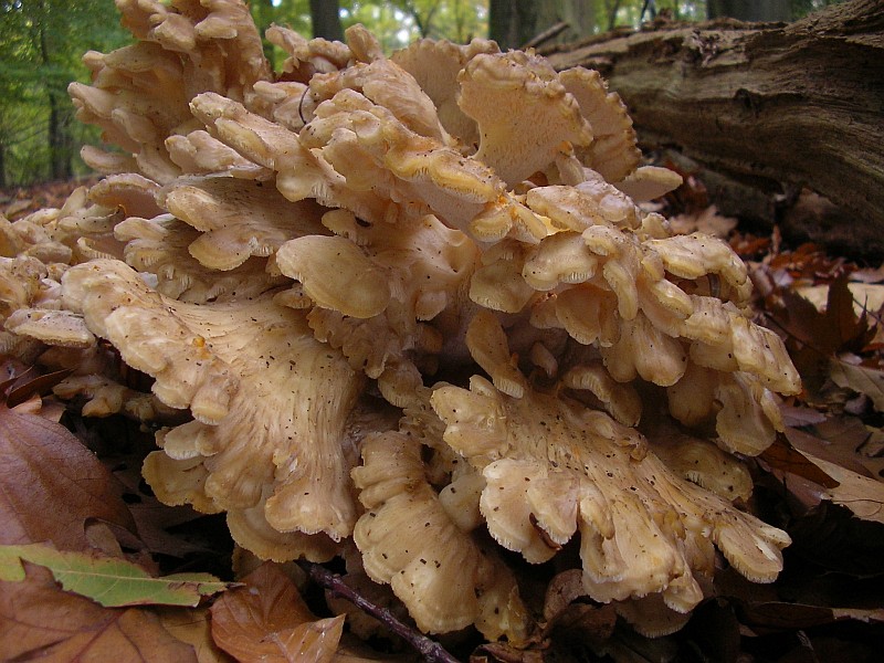 Grifola frondosa (door Aldert Gutter)