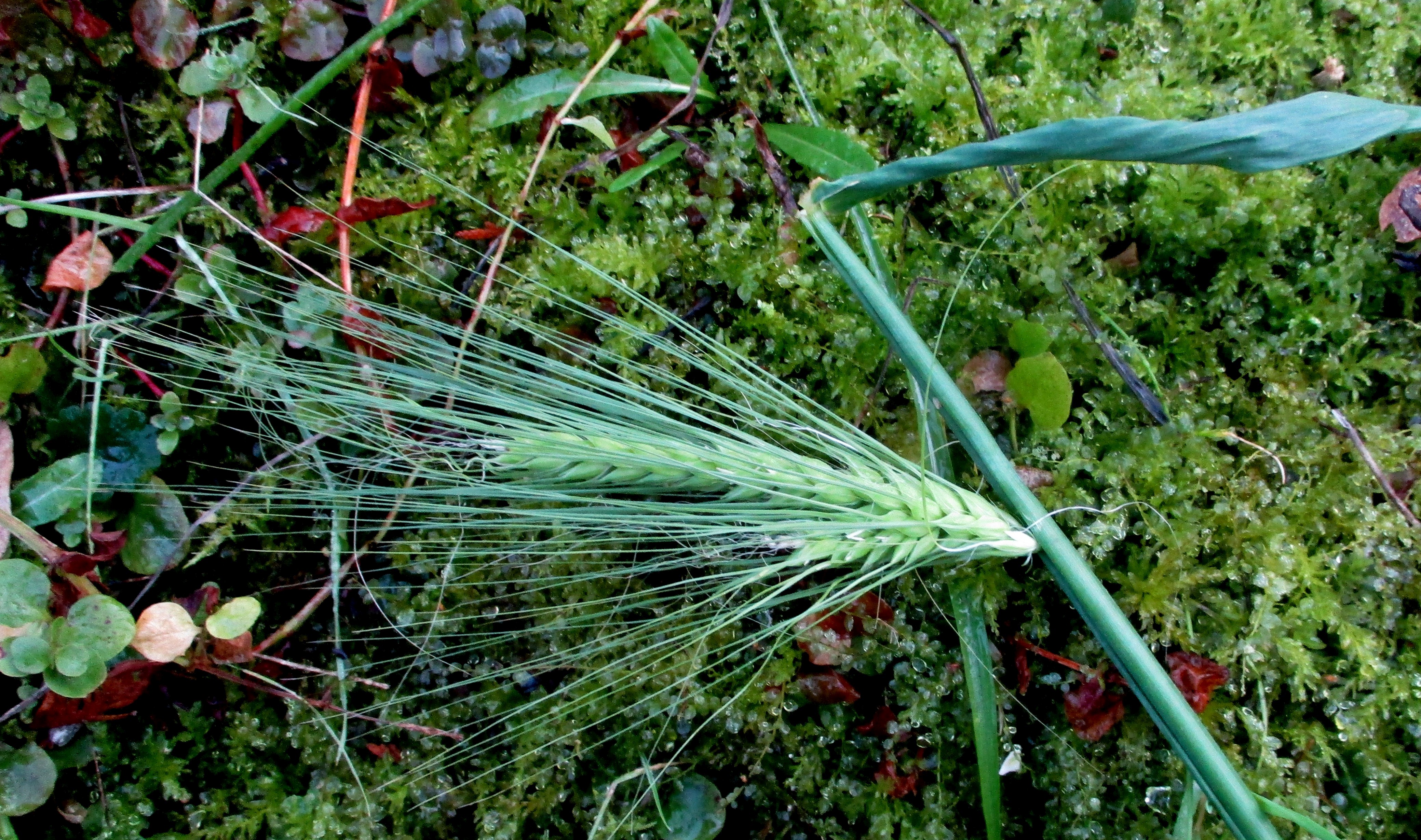 Hordeum vulgare (door Toon Verrijdt)