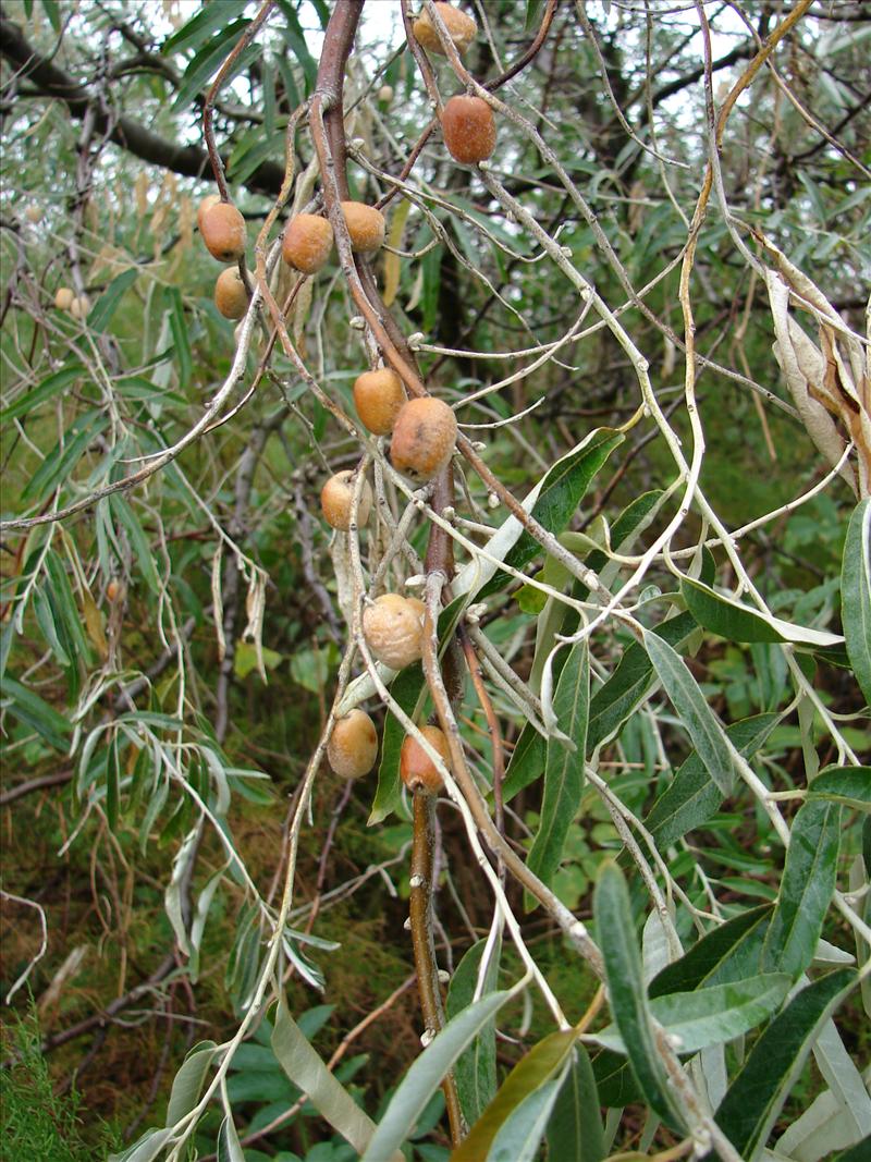 Elaeagnus angustifolia (door Adrie van Heerden)