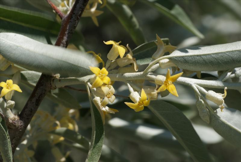 Elaeagnus angustifolia (door Adrie van Heerden)