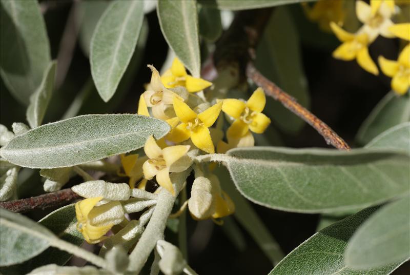 Elaeagnus angustifolia (door Adrie van Heerden)