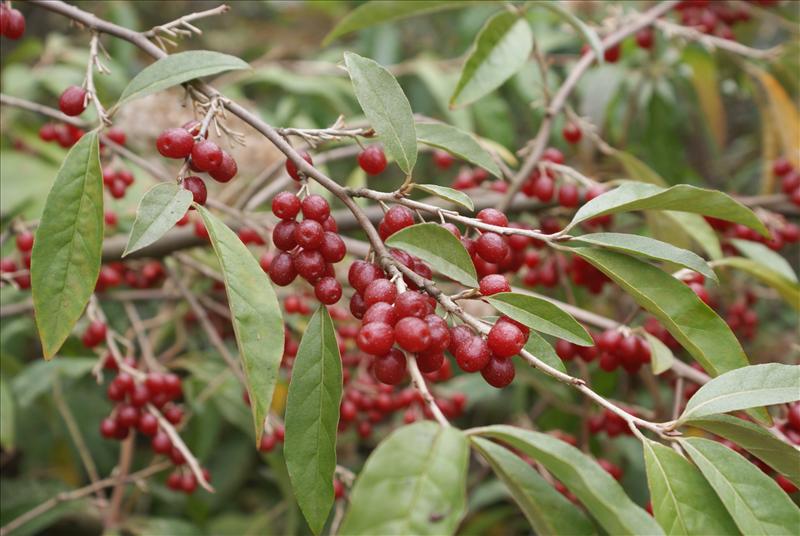 Elaeagnus umbellata (door Adrie van Heerden)