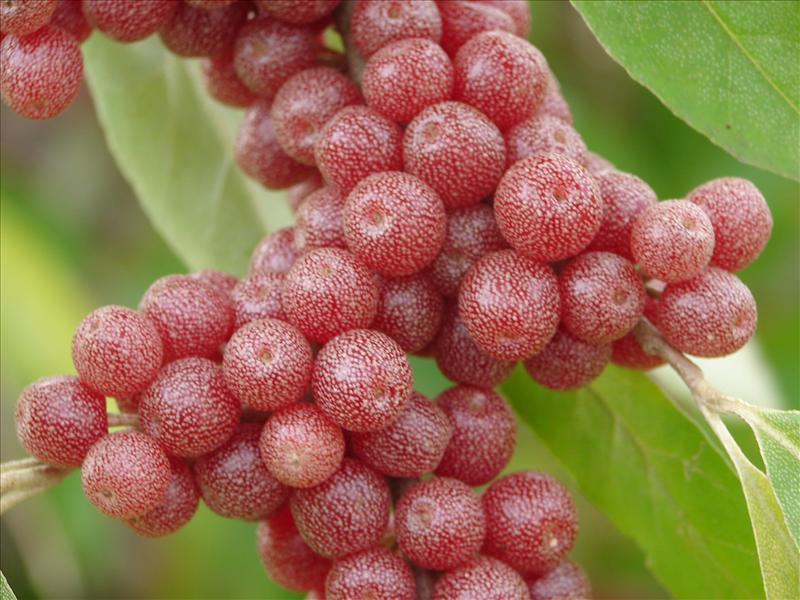 Elaeagnus umbellata (door Adrie van Heerden)