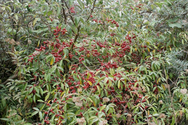 Elaeagnus umbellata (door Adrie van Heerden)