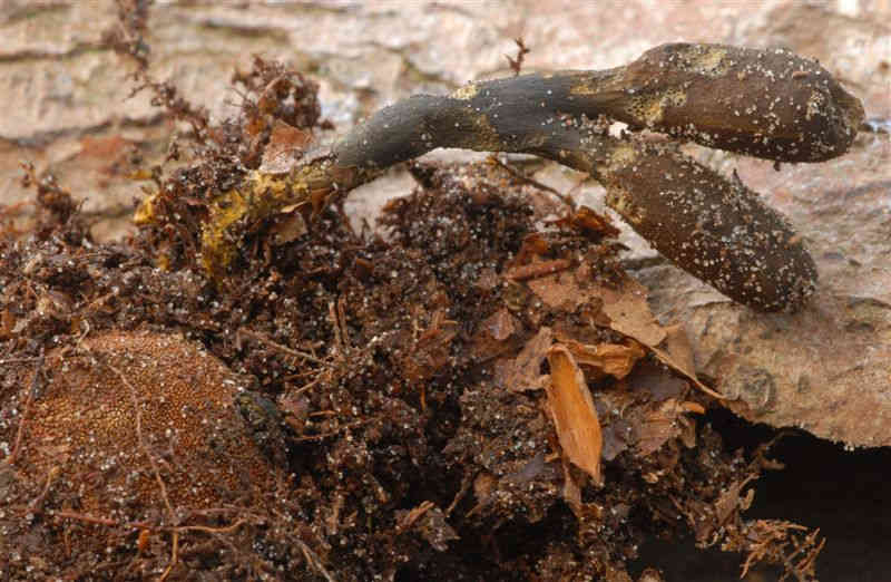 Elaphomyces muricatus (door Eline Vis )