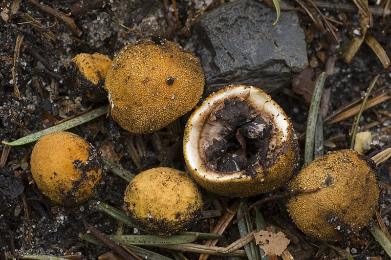 Elaphomyces granulatus (door Nico Dam)