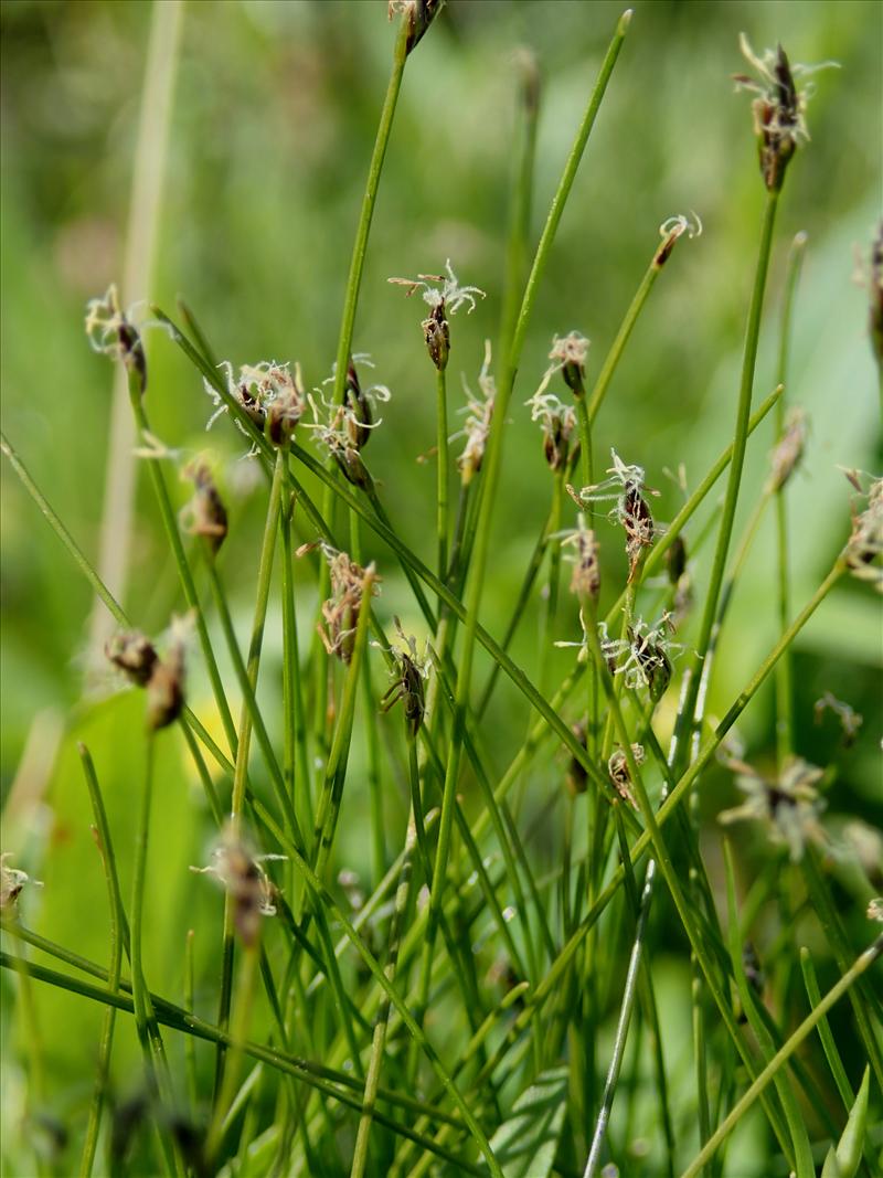 Eleocharis acicularis (door Adrie van Heerden)