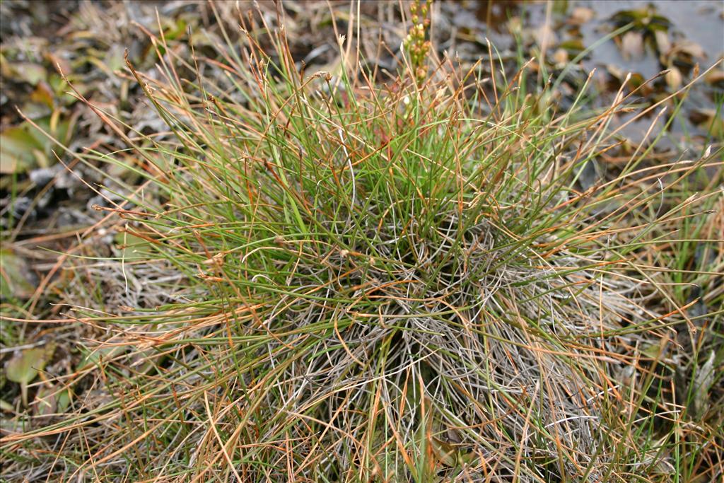 Eleocharis multicaulis (door Niels Jeurink)