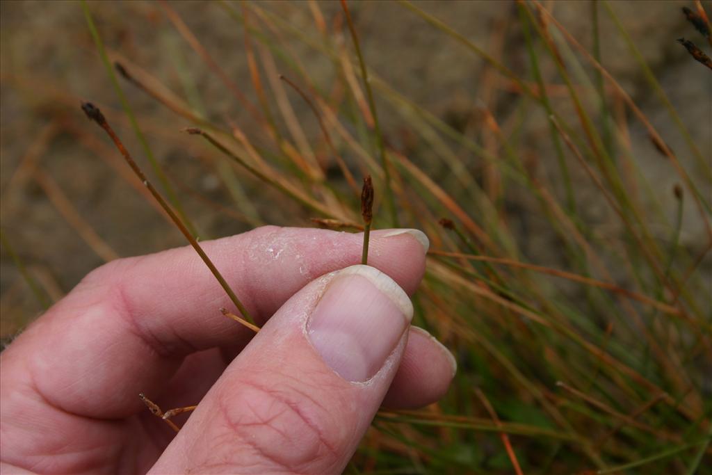 Eleocharis multicaulis (door Niels Jeurink)