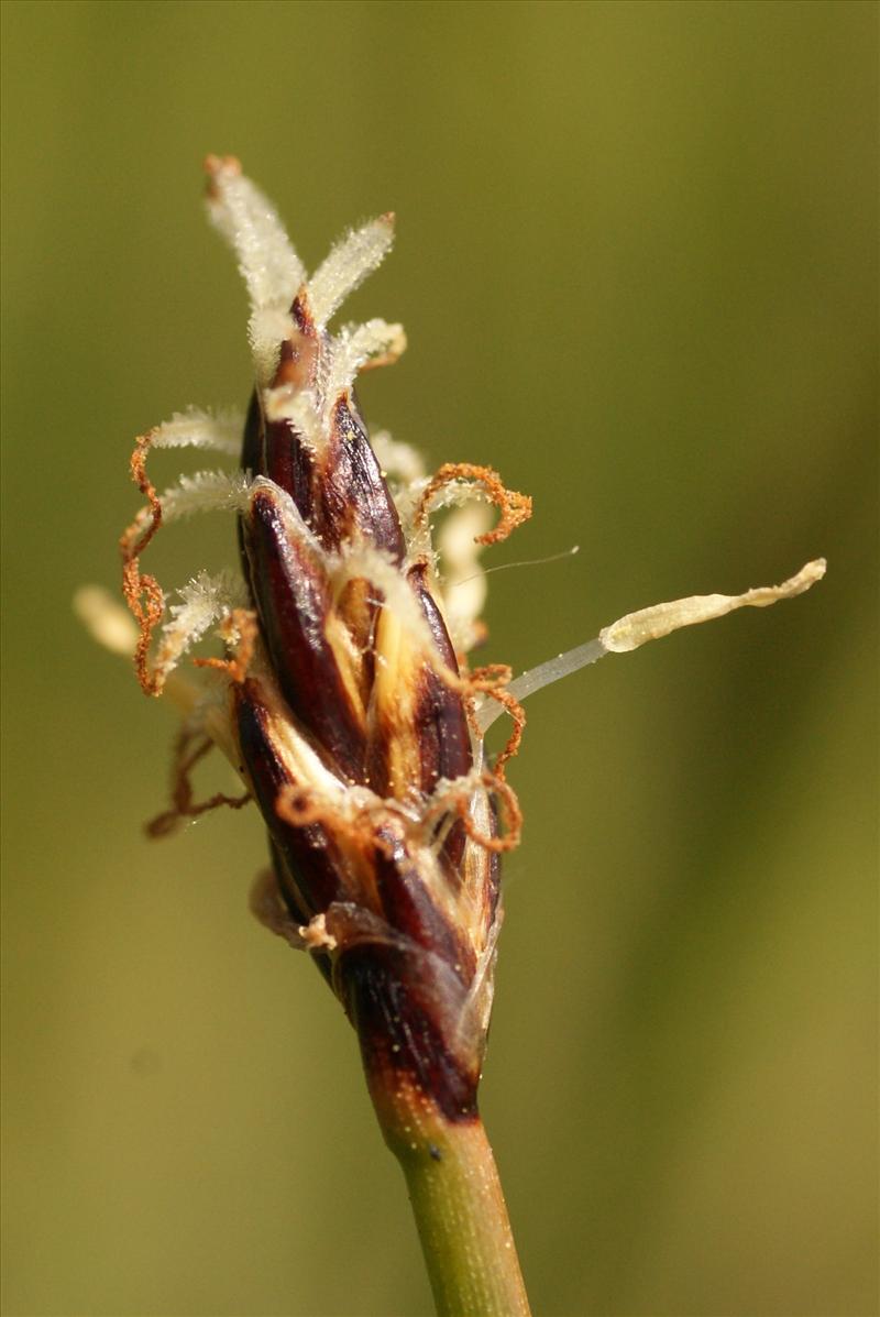 Eleocharis palustris (door Adrie van Heerden)