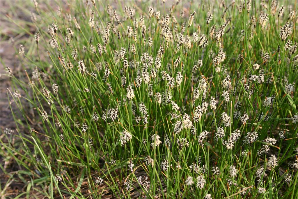 Eleocharis uniglumis (door Niels Jeurink)