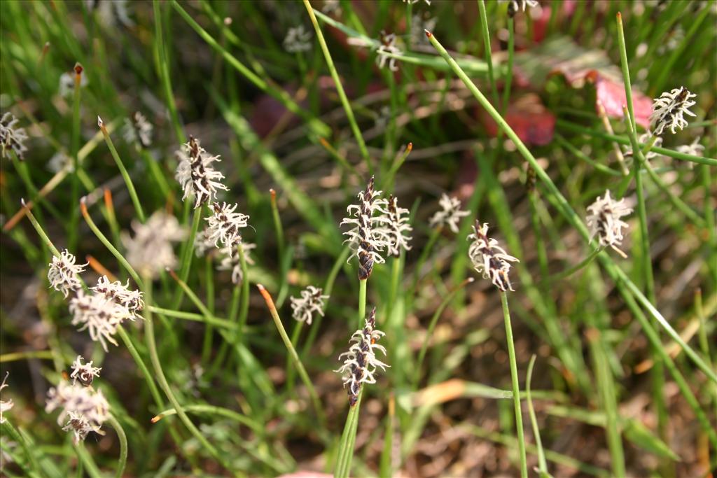 Eleocharis uniglumis (door Niels Jeurink)