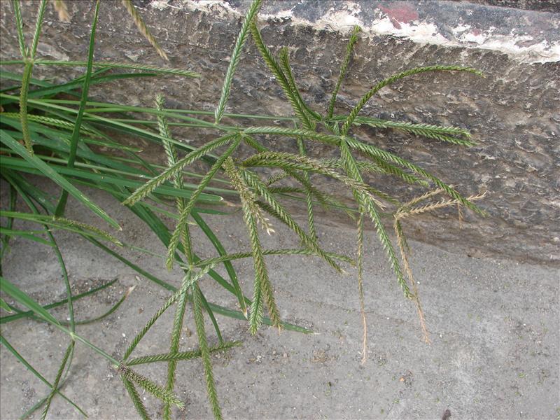 Eleusine indica (door Adrie van Heerden)