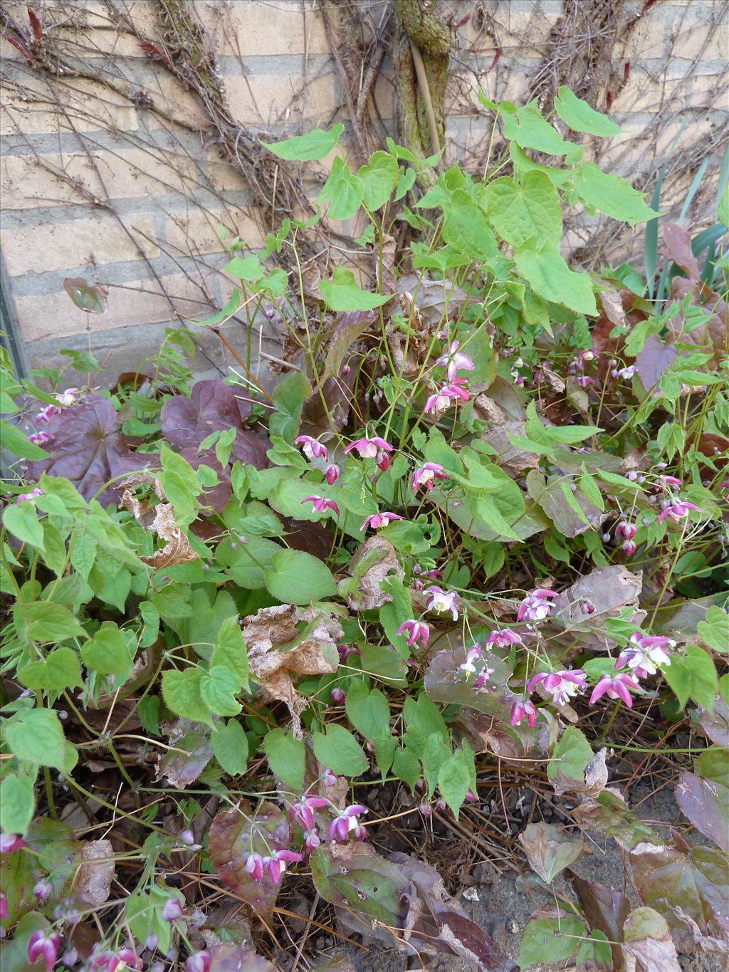 Epimedium alpinum (door Marian Baars)