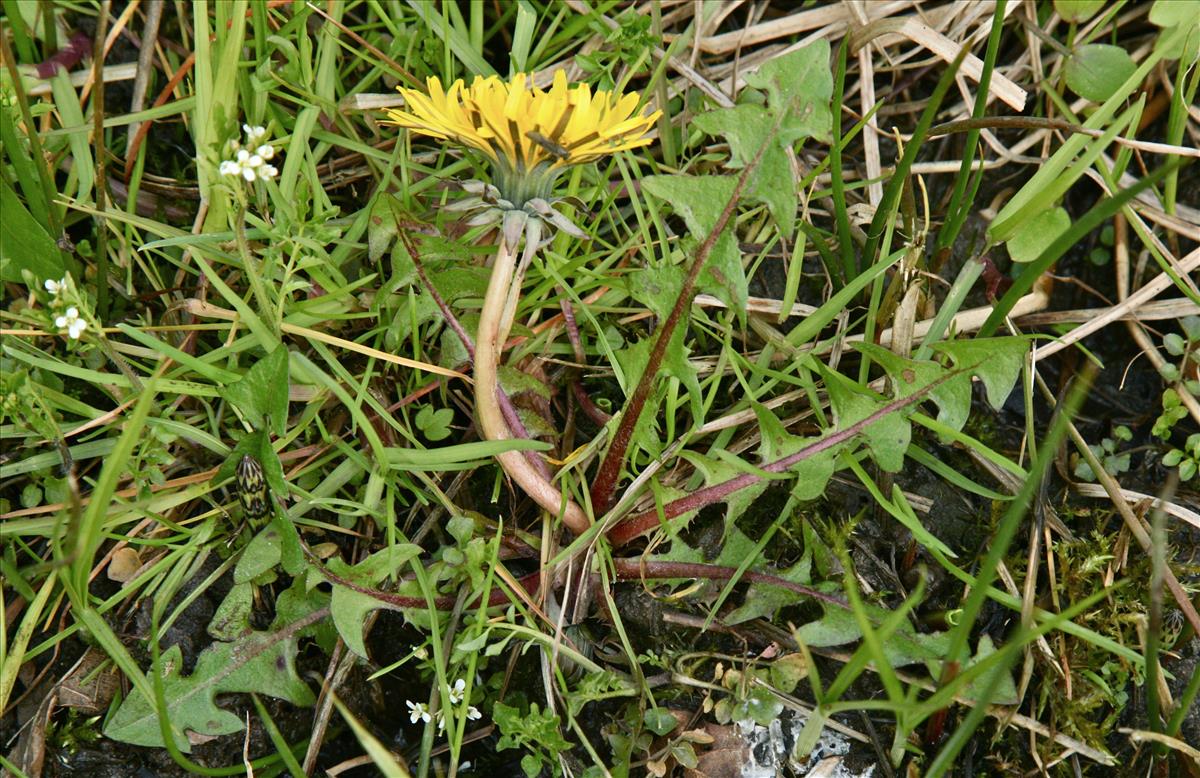 Taraxacum hamatiforme (door Jelle J. Hofstra)