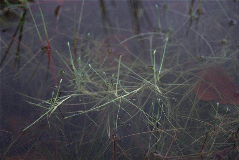 Isolepis fluitans (door Adrie van Heerden)