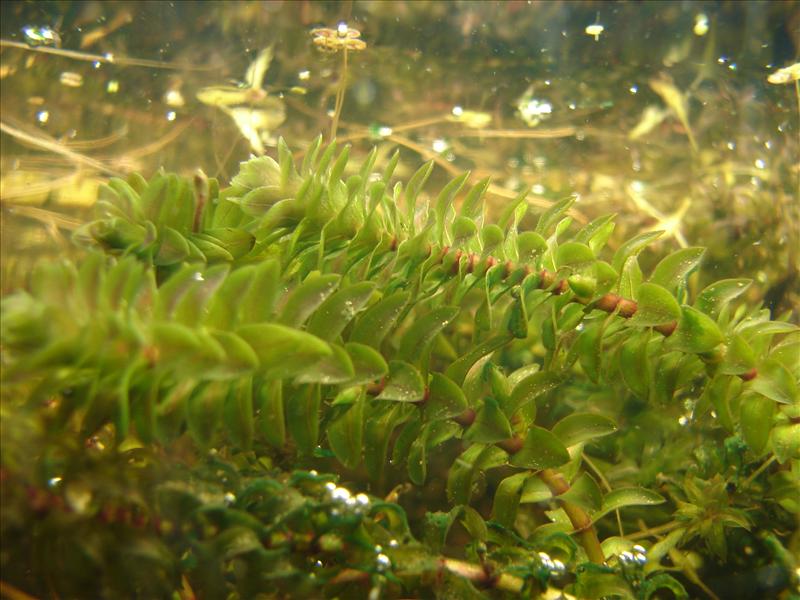 Elodea canadensis (door Adrie van Heerden)