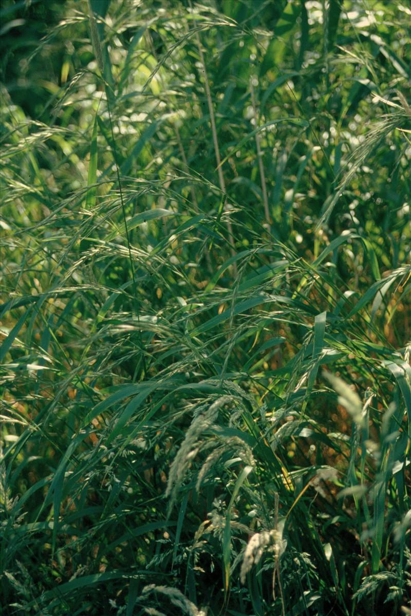 Elymus caninus (door Adrie van Heerden)