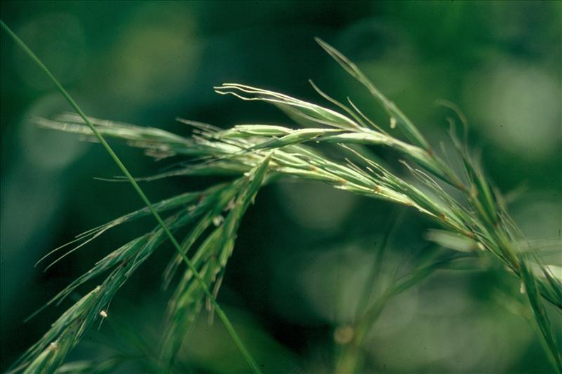 Elymus caninus (door Adrie van Heerden)