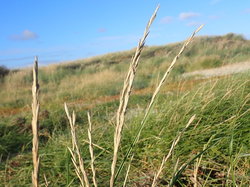 Elymus x obtusiusculus (door Tim van de Vondervoort)