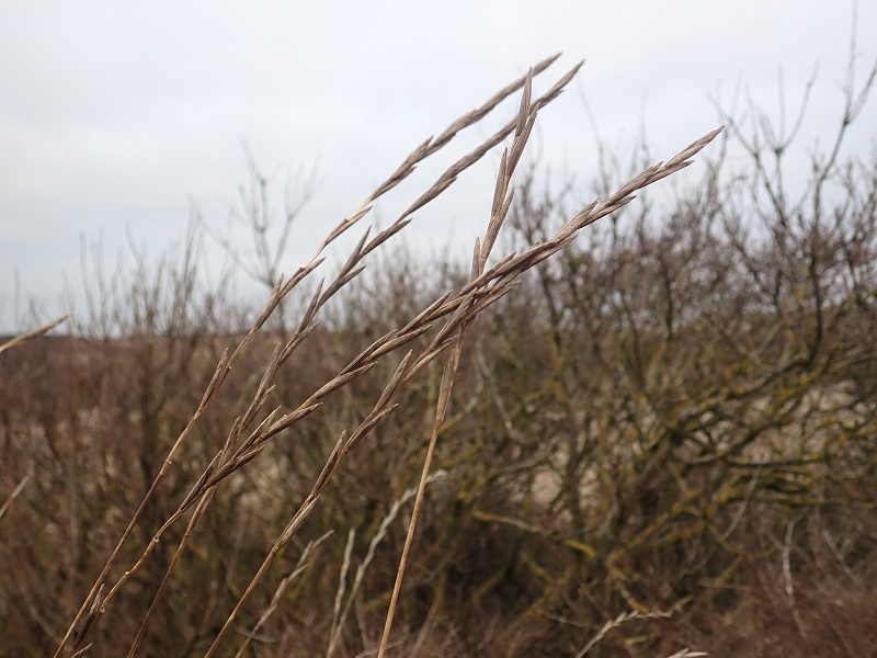 Elymus x obtusiusculus (door Tim van de Vondervoort)