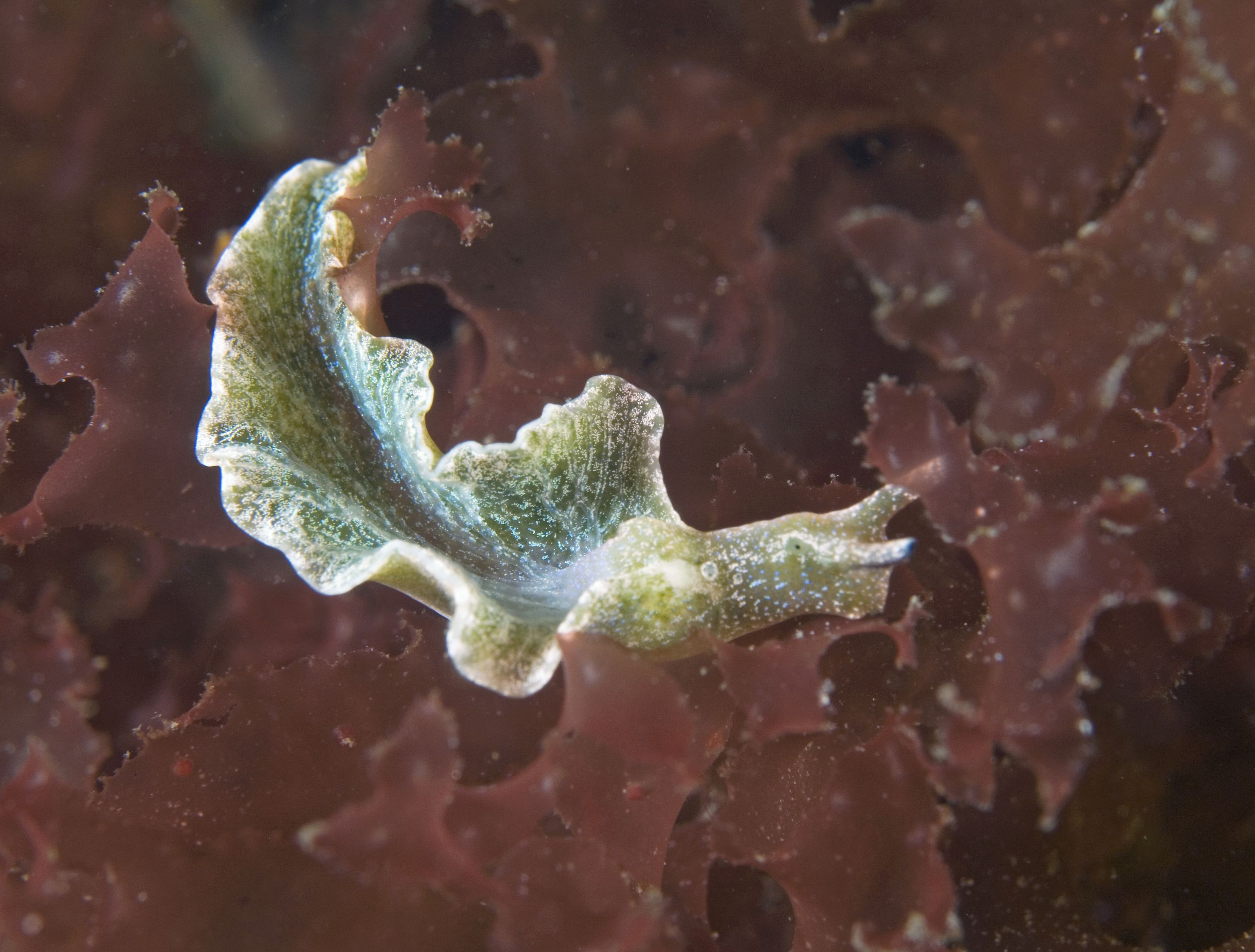 Elysia viridis (door Marion Haarsma)