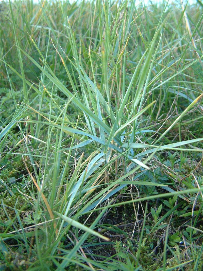 Elymus athericus (door Adrie van Heerden)