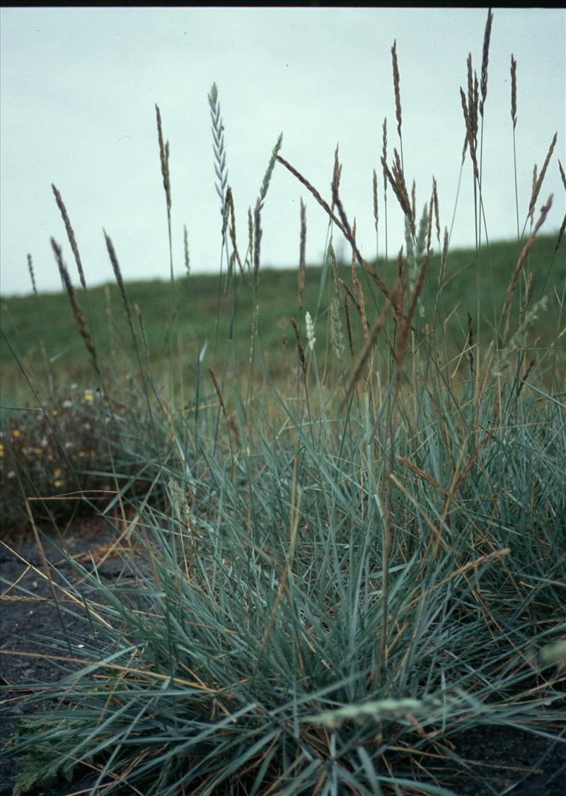 Elymus athericus (door Adrie van Heerden)