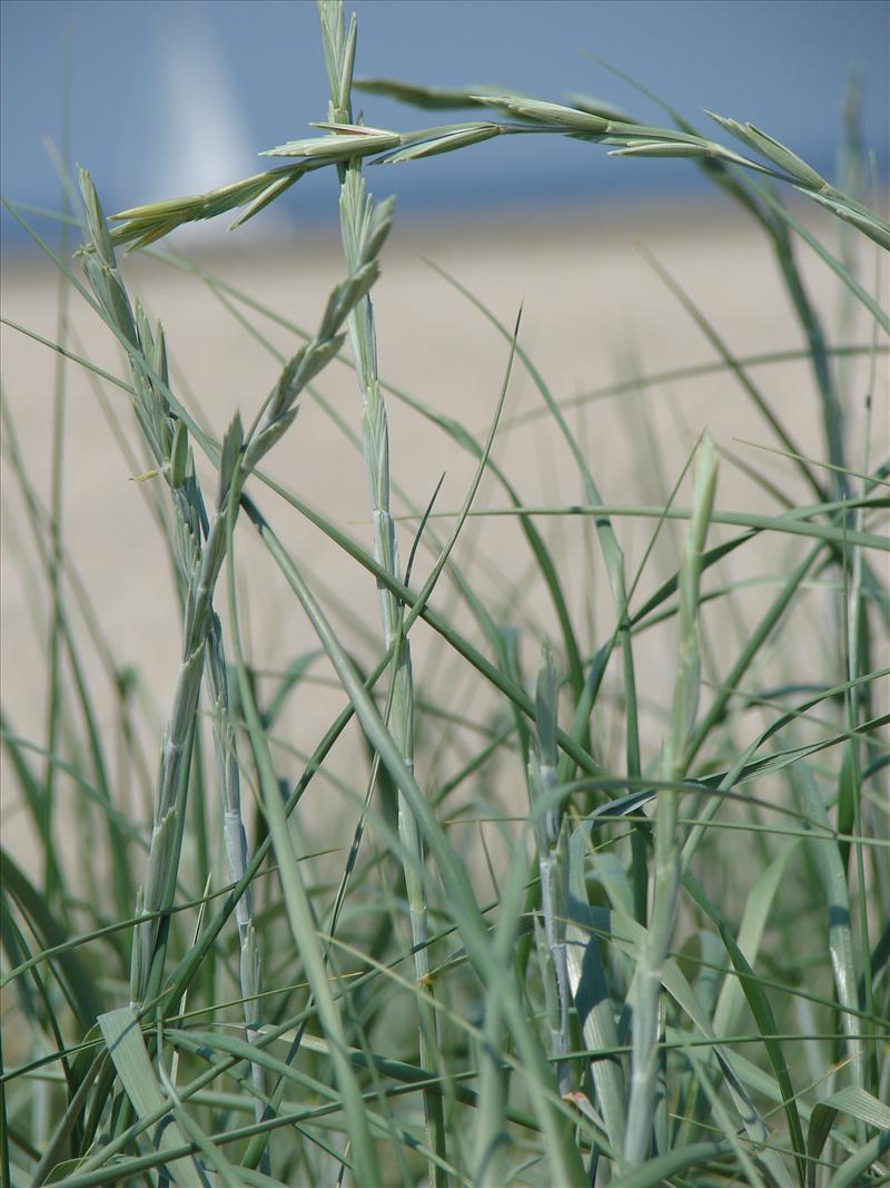 Elymus farctus subsp. boreoatlanticus (door Adrie van Heerden)