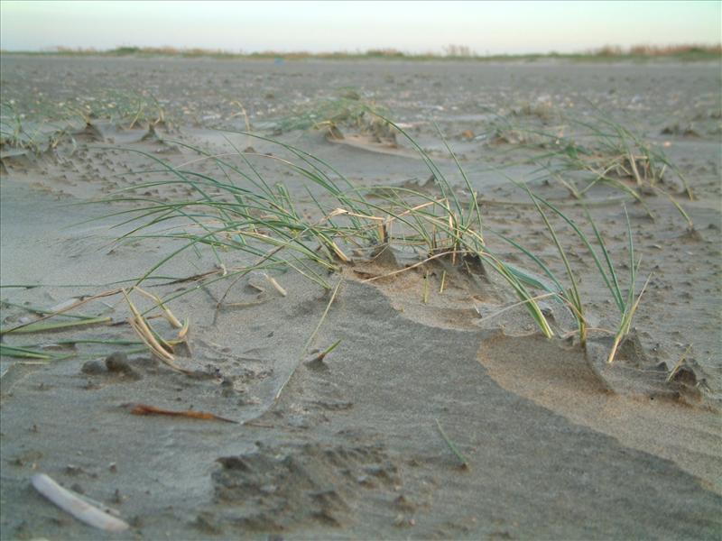 Elymus farctus subsp. boreoatlanticus (door Adrie van Heerden)