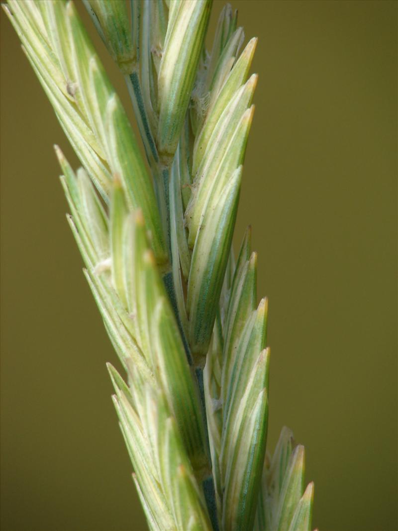 Elymus farctus subsp. boreoatlanticus (door Adrie van Heerden)