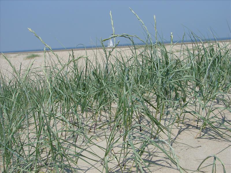 Elymus farctus subsp. boreoatlanticus (door Adrie van Heerden)