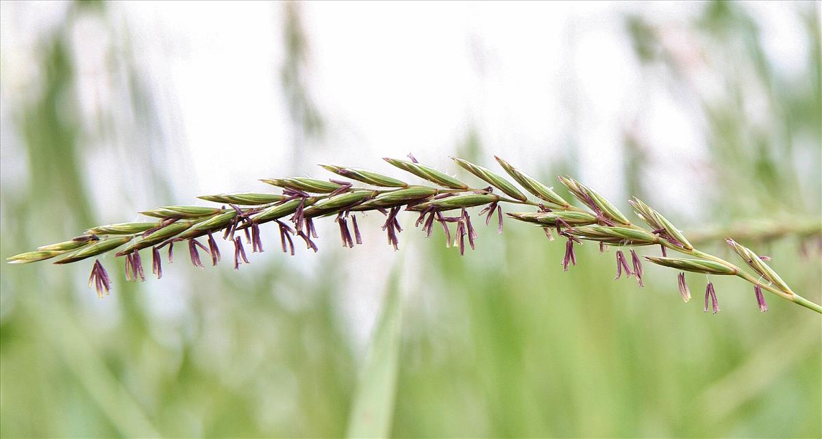 Elymus repens (door Stef van Walsum)