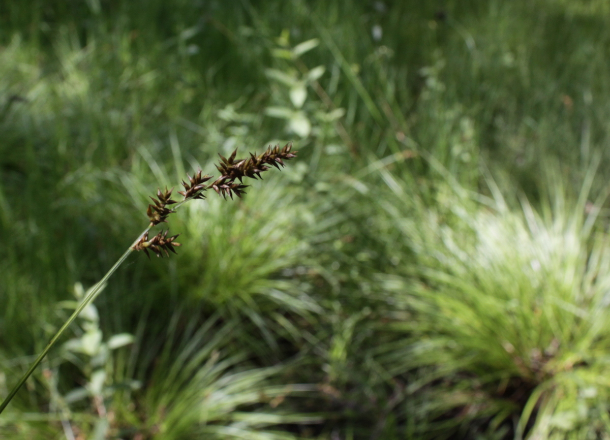Carex elongata (door Peter Meininger)
