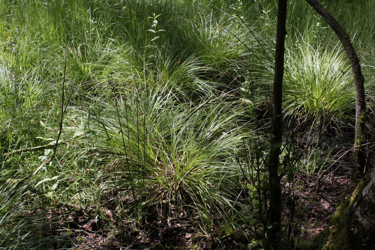 Carex elongata (door Peter Meininger)