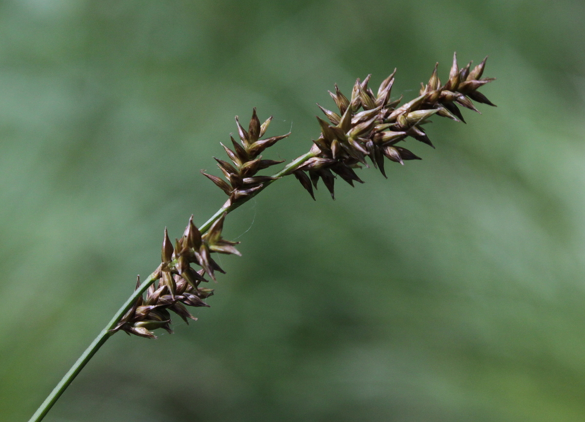 Carex elongata (door Peter Meininger)