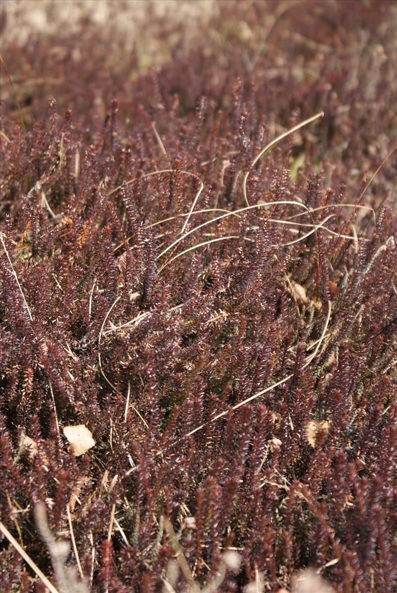 Empetrum nigrum (door Adrie van Heerden)