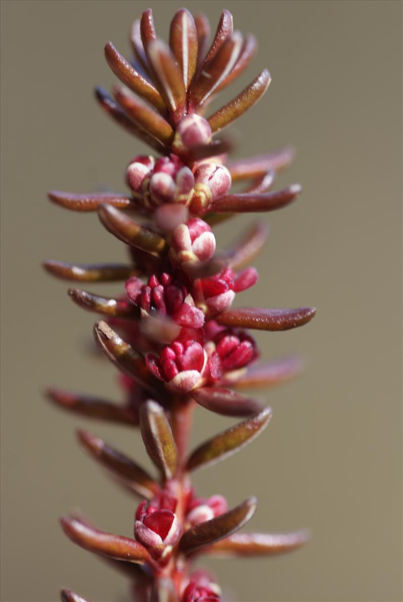 Empetrum nigrum (door Adrie van Heerden)