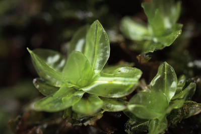 Encalypta streptocarpa (door Klaas van der Veen)