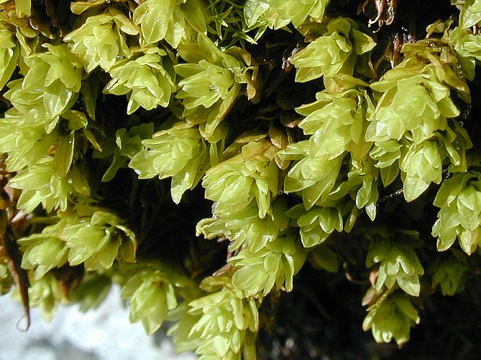 Encalypta streptocarpa (door Michael Lueth (www.milueth.de))