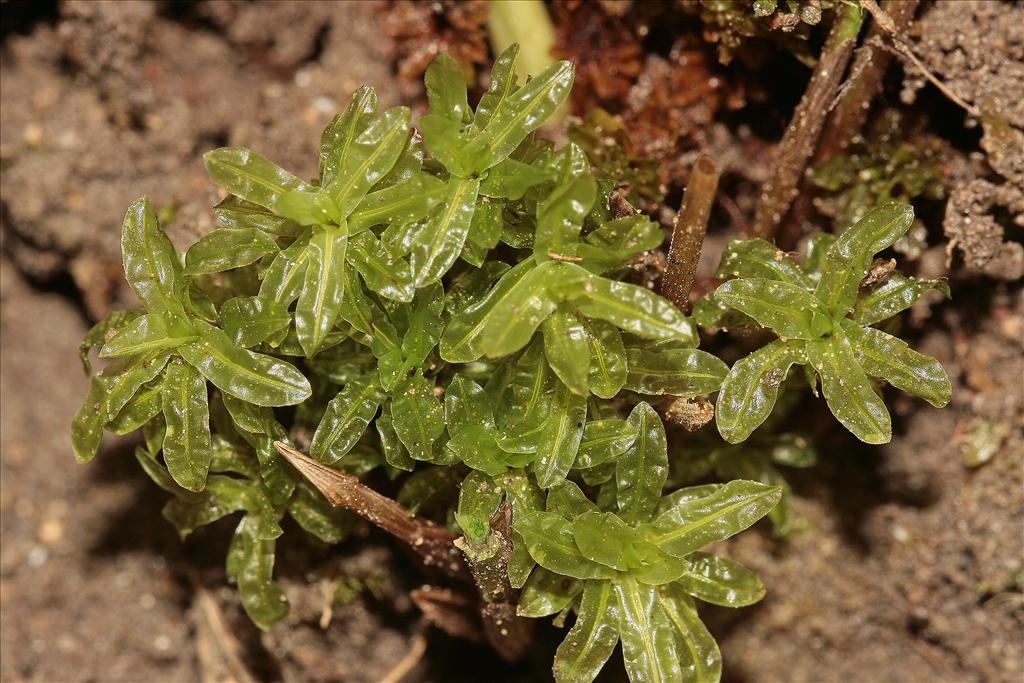 Encalypta streptocarpa (door Jan Kersten)