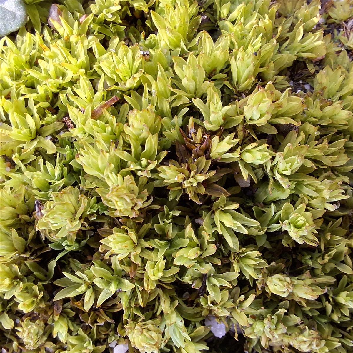 Encalypta streptocarpa (door Muriel Schouten)