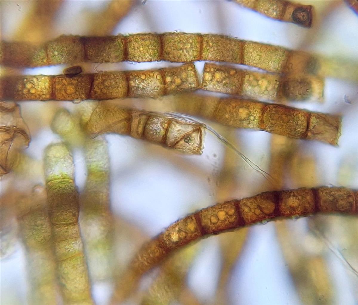 Encalypta streptocarpa (door Muriel Schouten)