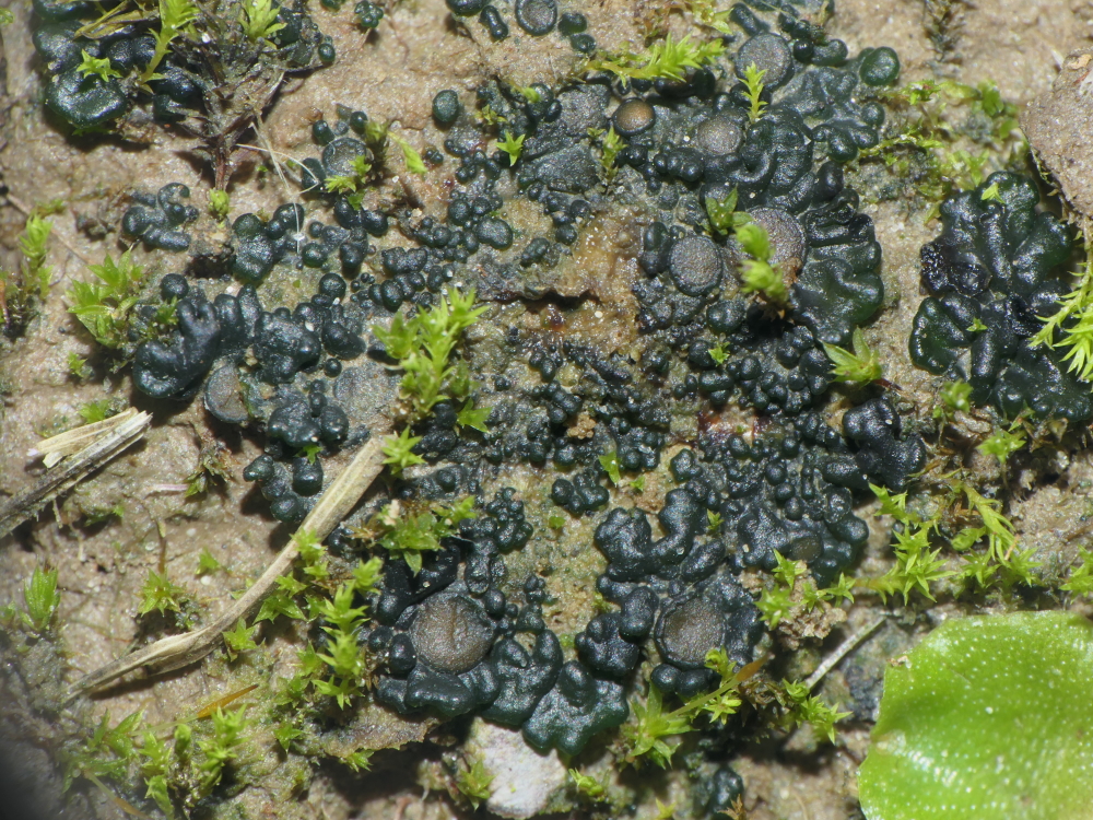 Enchylium coccophorum (door Henk-Jan van der Kolk)