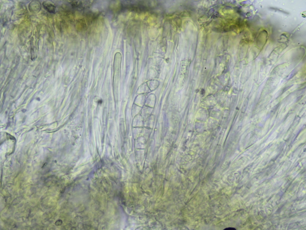 Enchylium coccophorum (door Henk-Jan van der Kolk)