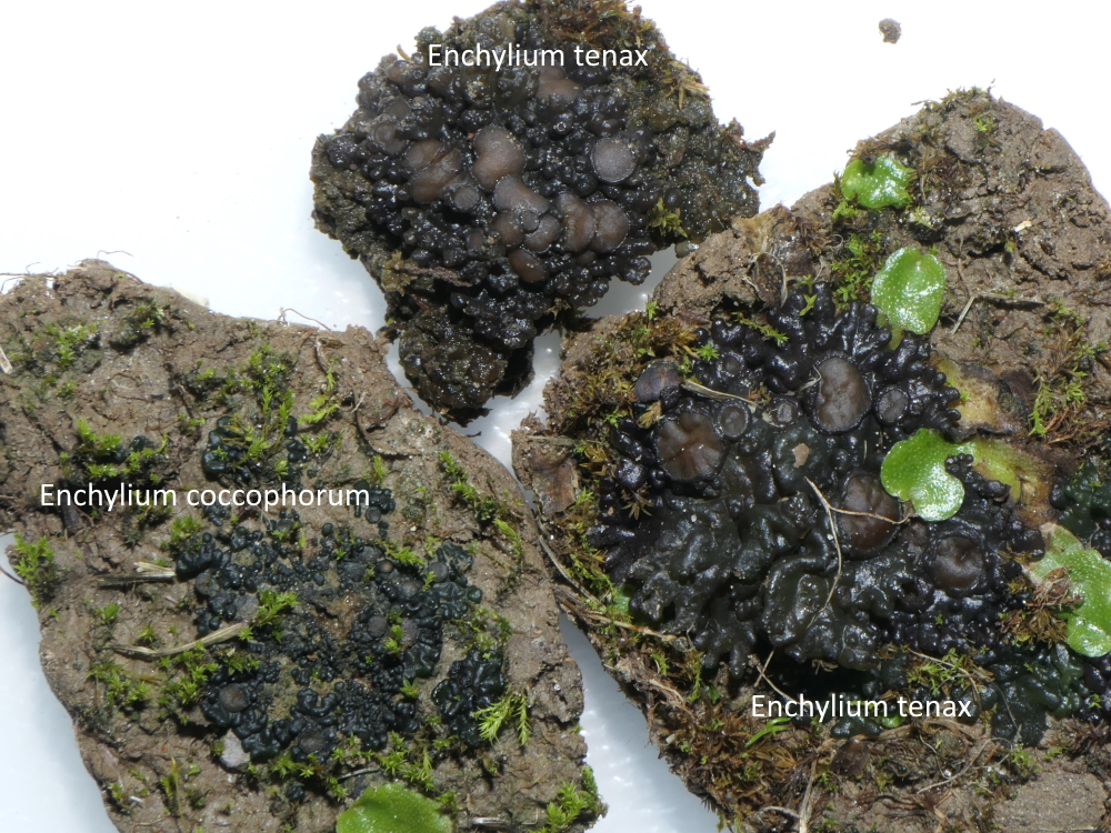 Enchylium coccophorum (door Henk-Jan van der Kolk)