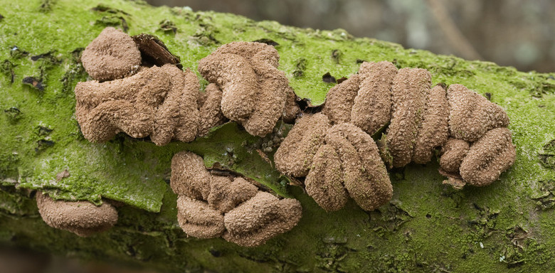 Encoelia furfuracea (door Gerben Winkel)